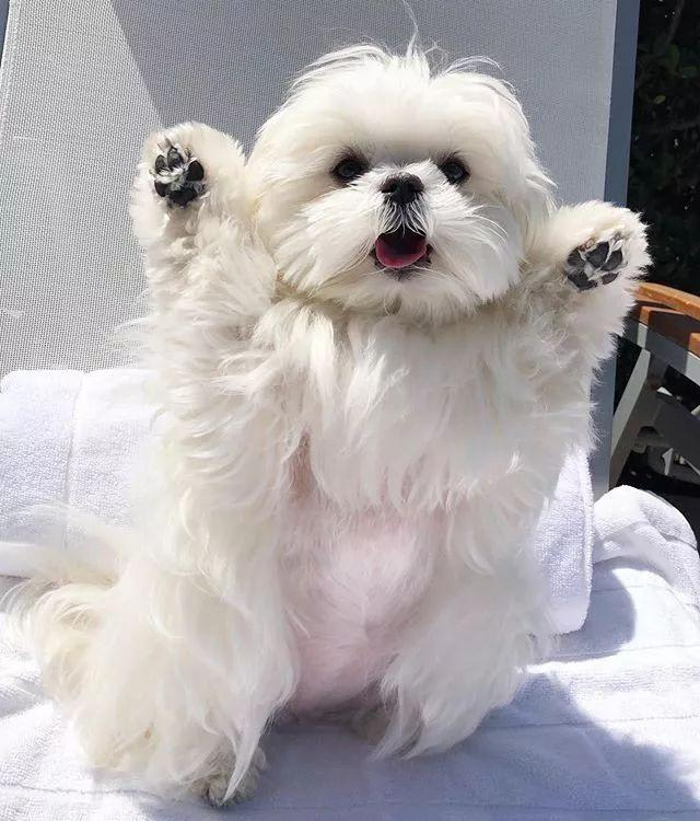 最爱卖萌的宠物狗,总是摆出要起飞的姿势,并以这个姿势爆红网络