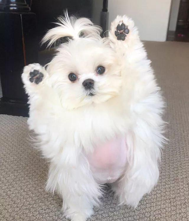 最爱卖萌的宠物狗,总是摆出要起飞的姿势,并以这个姿势爆红网络