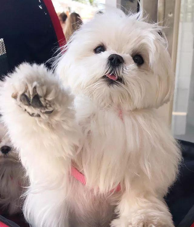 最爱卖萌的宠物狗,总是摆出要起飞的姿势,并以这个姿势爆红网络