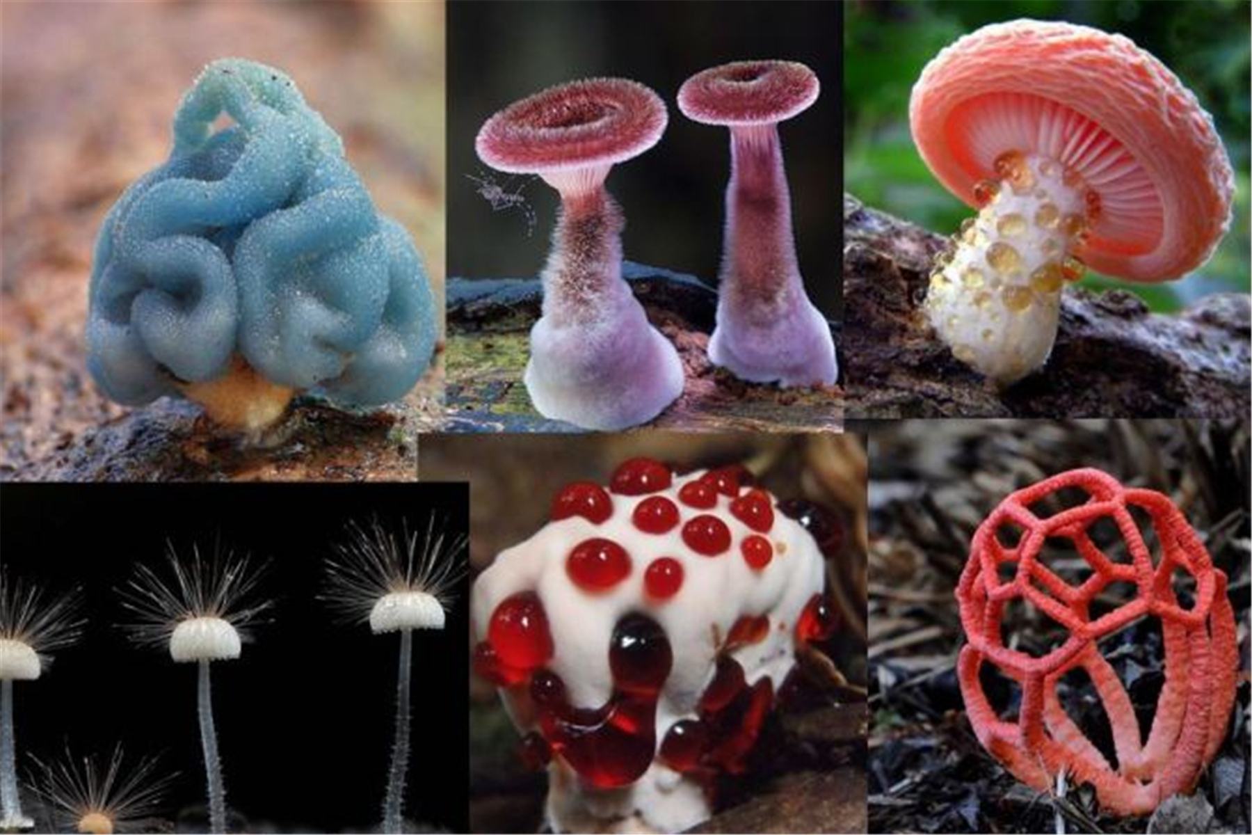 澳大利亚首次发现真菌火焰茸,奇毒无比可致人脑萎缩