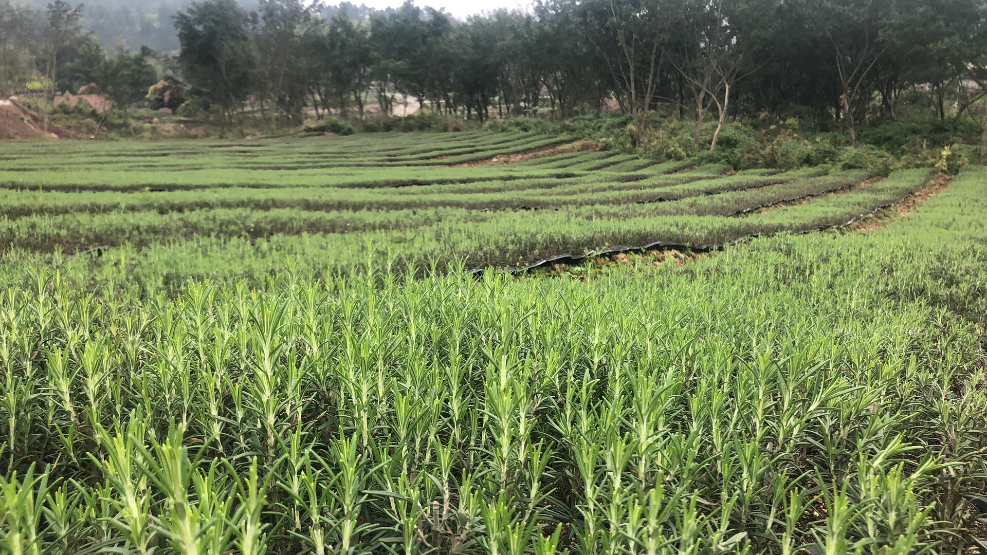 又值春季抓住春季养肝黄金期