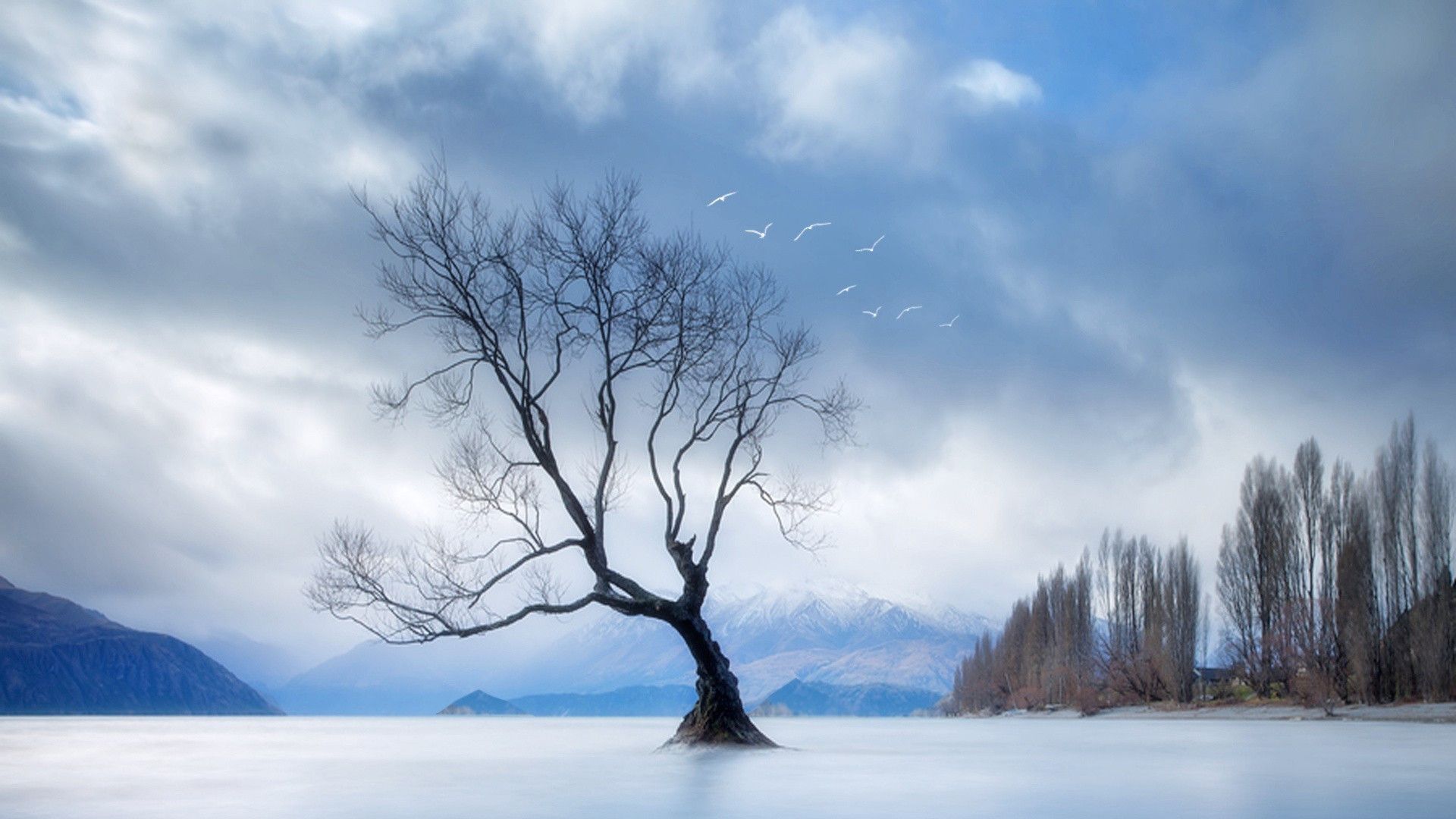 孤独的大树图集,希望我们可以站立成树,撑起一片天!_高清图集_新浪网