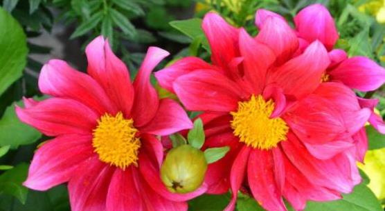 7月养花就选 它 花语 希望和憧憬 比菊花好看 花姿大气