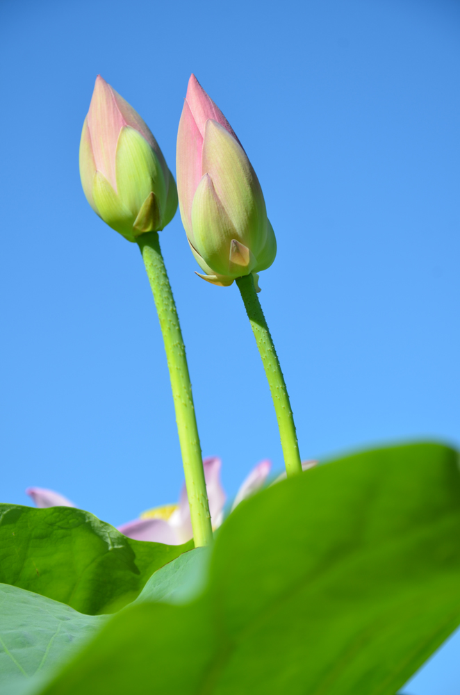 荷花系列之一含苞待放的花骨朵原创摄影