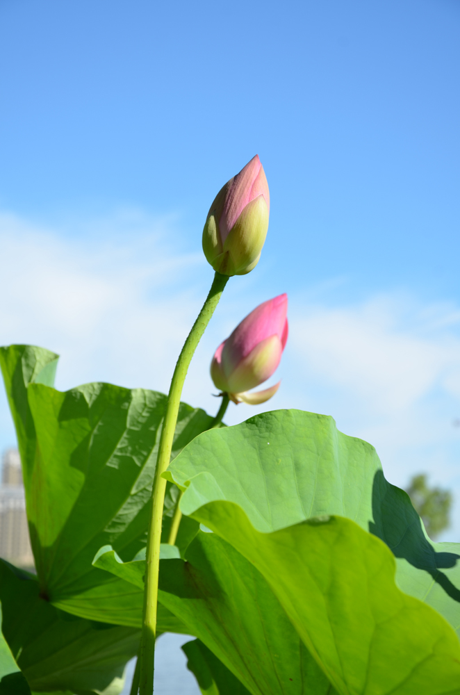 荷花系列之一,含苞待放的花骨朵,原创摄影