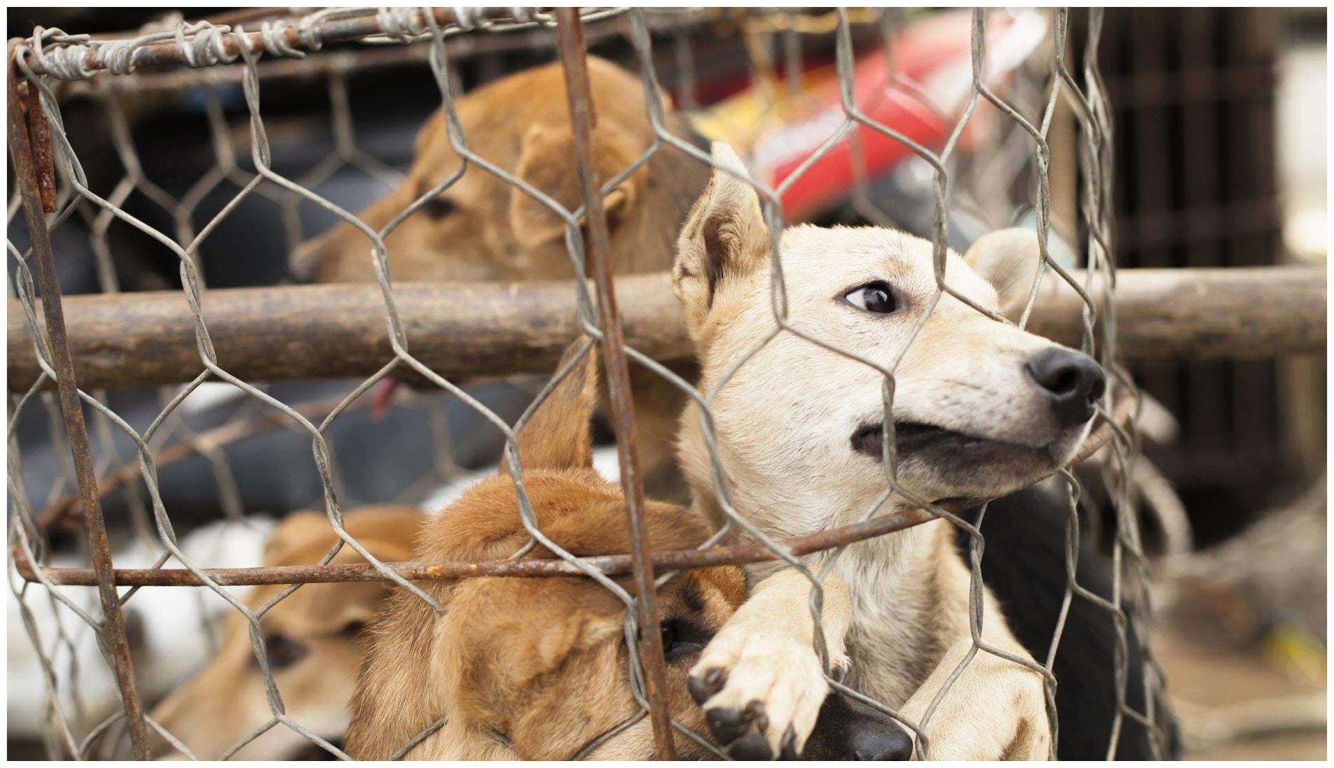 屠宰场的狗生百态:二哈不再犯二,德牧颤抖,狗妈和宝宝让人落泪