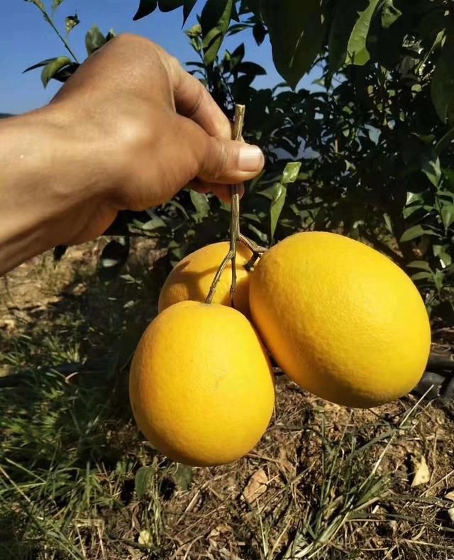 木瓜蜜丁柳橙图片