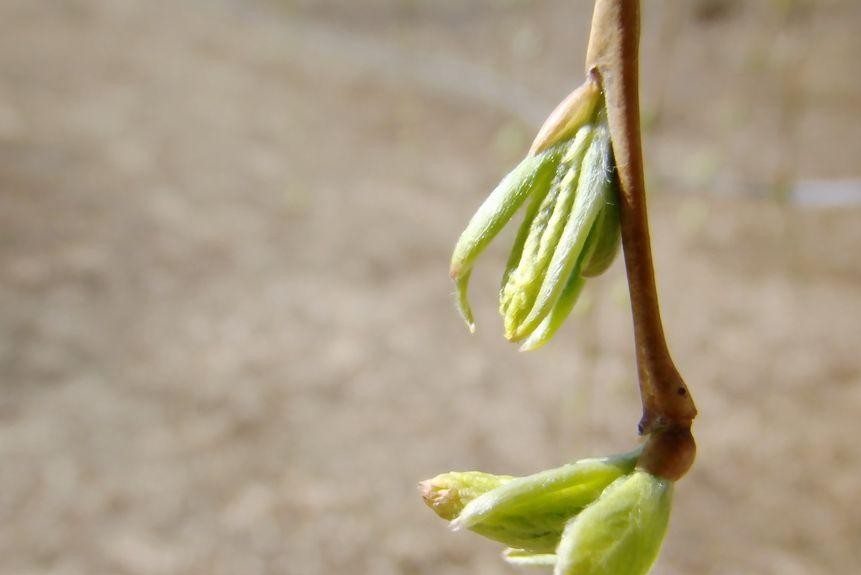 柳树|柳芽|野菜_新浪新闻