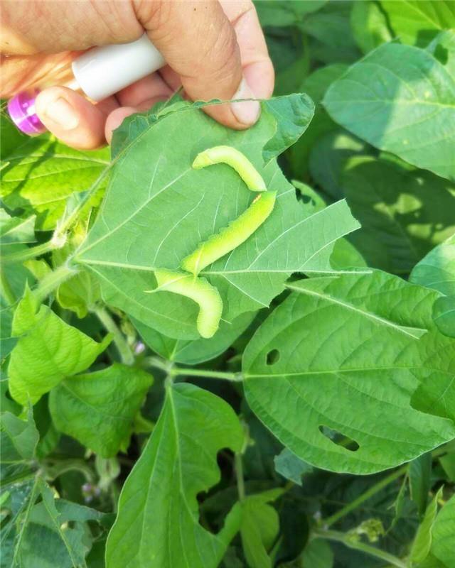 农村黄豆叶子上的豆虫可以食用吗?养生还有哪些营养价值和功效?