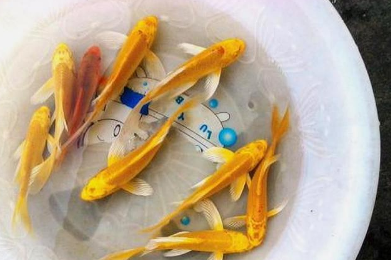新手养鱼什么鱼好养?这儿有3种给你选,养死都难|养鱼|鱼|金鱼_新浪新闻