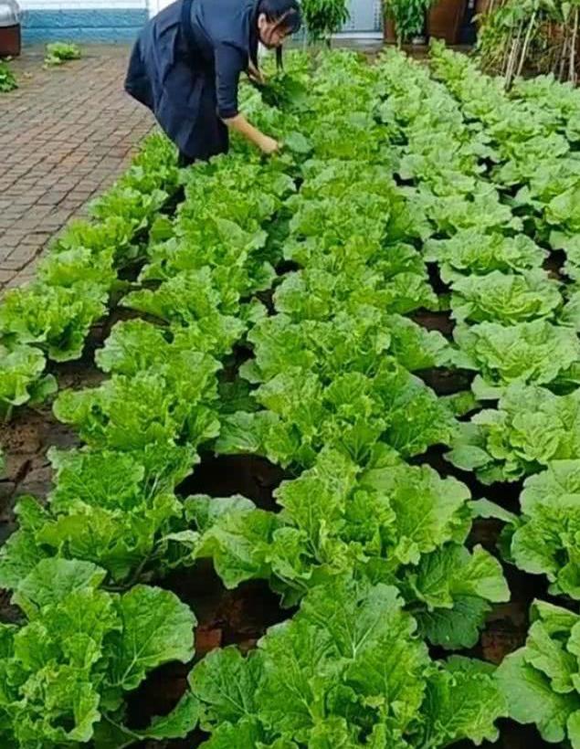 东北大姐在砖缝里种白菜,掰完一个还有一堆,年年大丰收!
