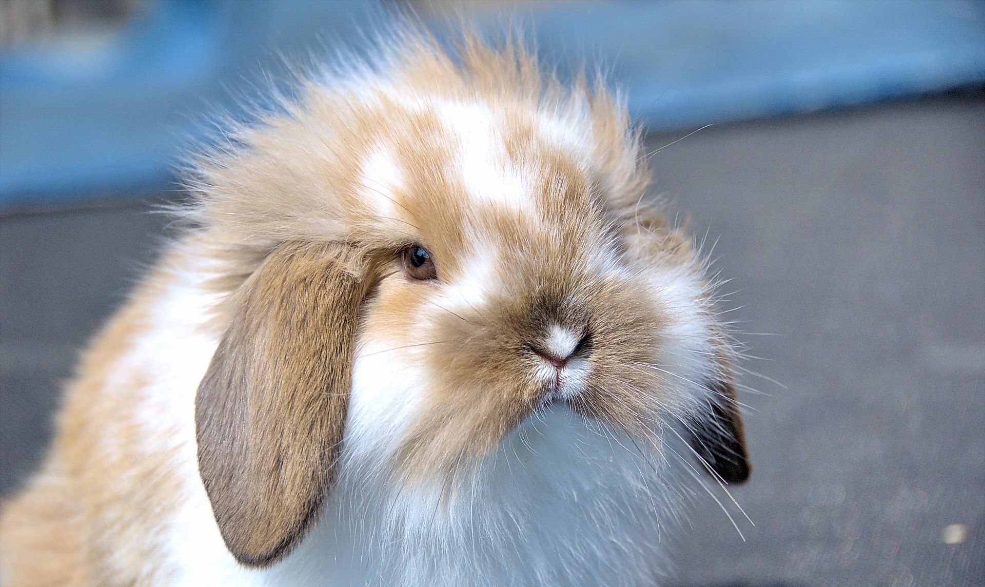 想养只萌宠垂耳兔,以下几点事项需要注意