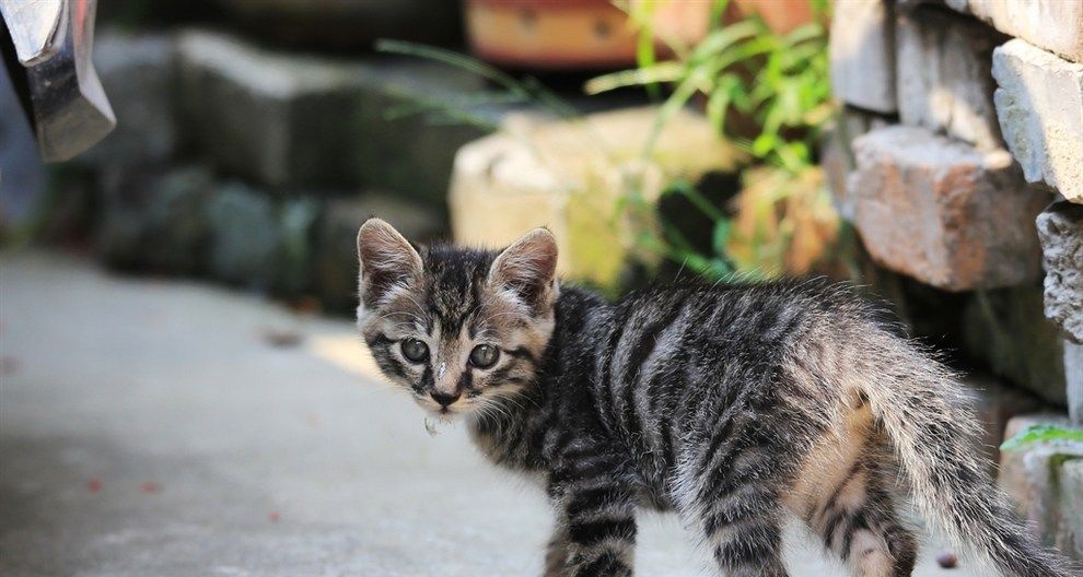 狸花猫深受大众的喜欢,它有漂亮,厚实的皮毛,健康的身体!