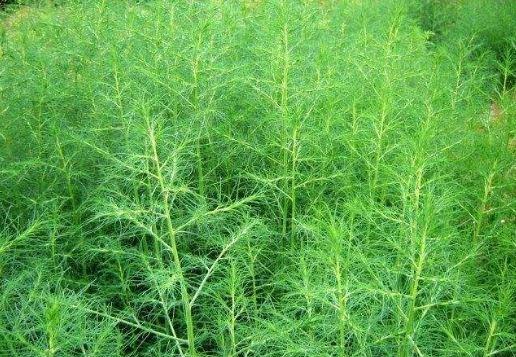 也叫蓬子菜,柳夫绒蒿,疔毒蒿,鸡肠草,喇嘛黄,土茜草,白茜草黄牛衣等