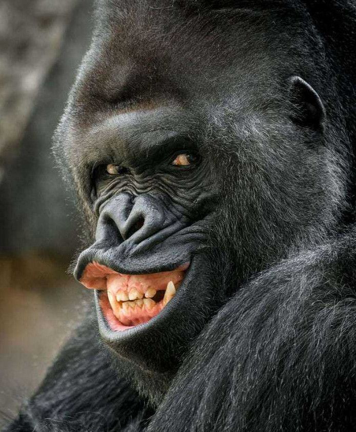 黑猩猩笑脸图片