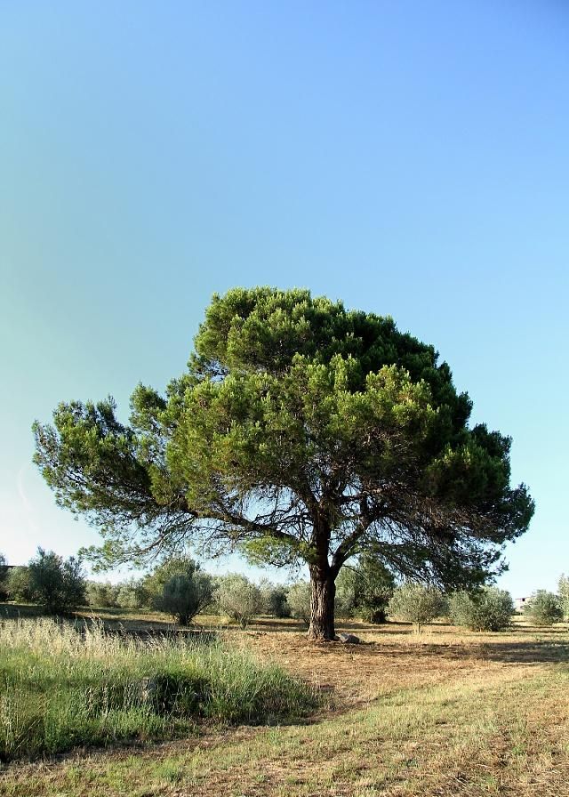 万里树林,松树常青