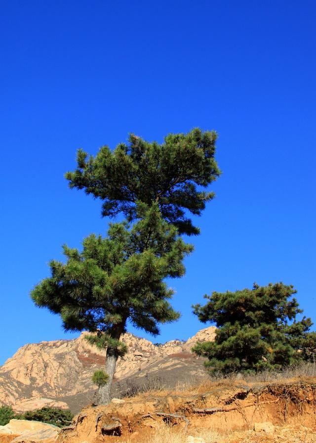 万里树林,松树常青