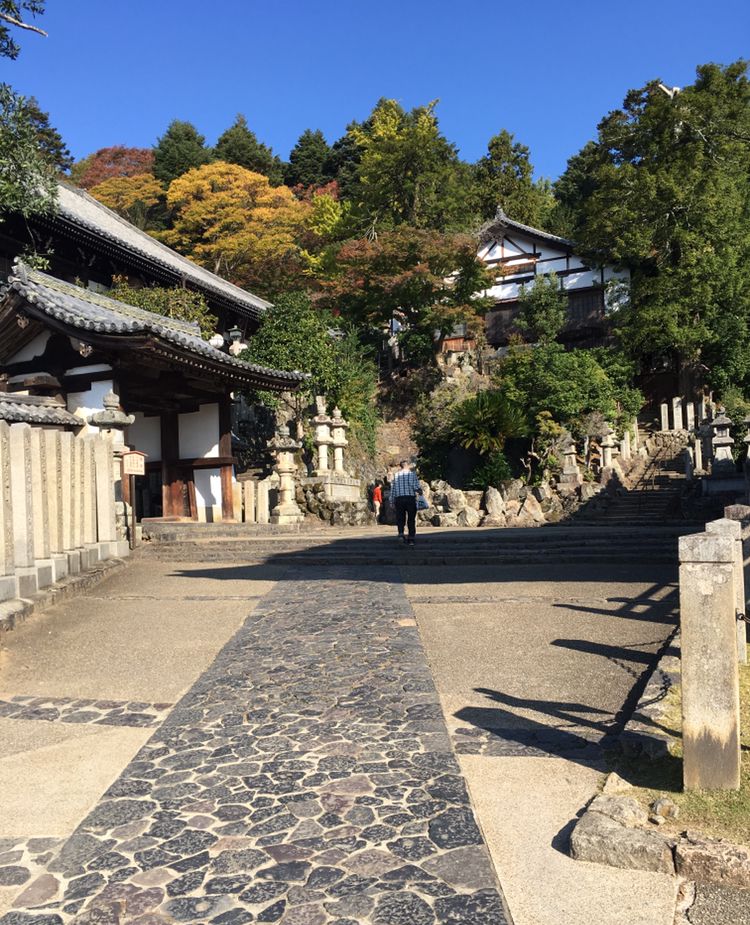 徒步踏秋,沉浸在奈良的温和下午