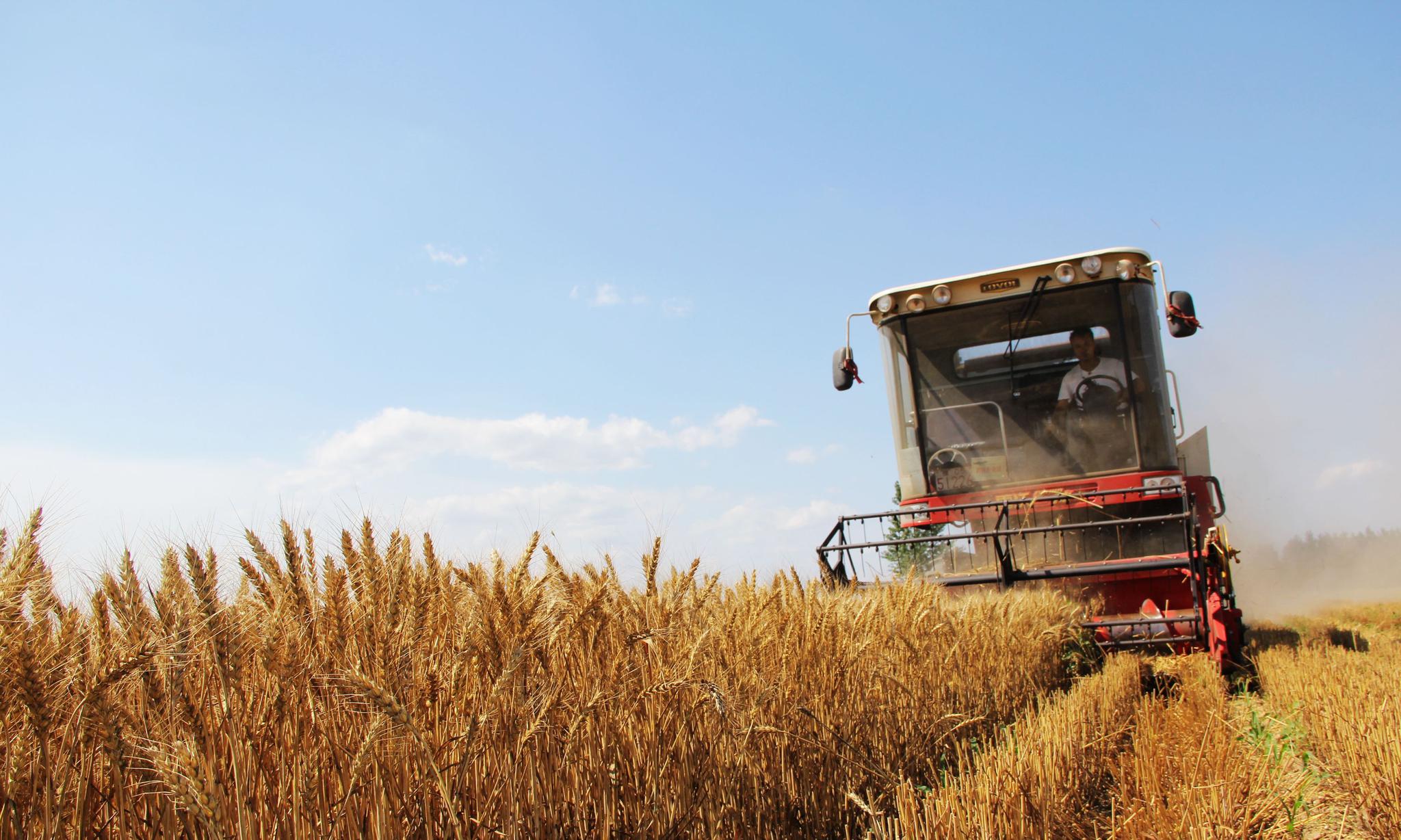 夏日麦收景色美 又是一年夏收忙_高清图集_新浪网