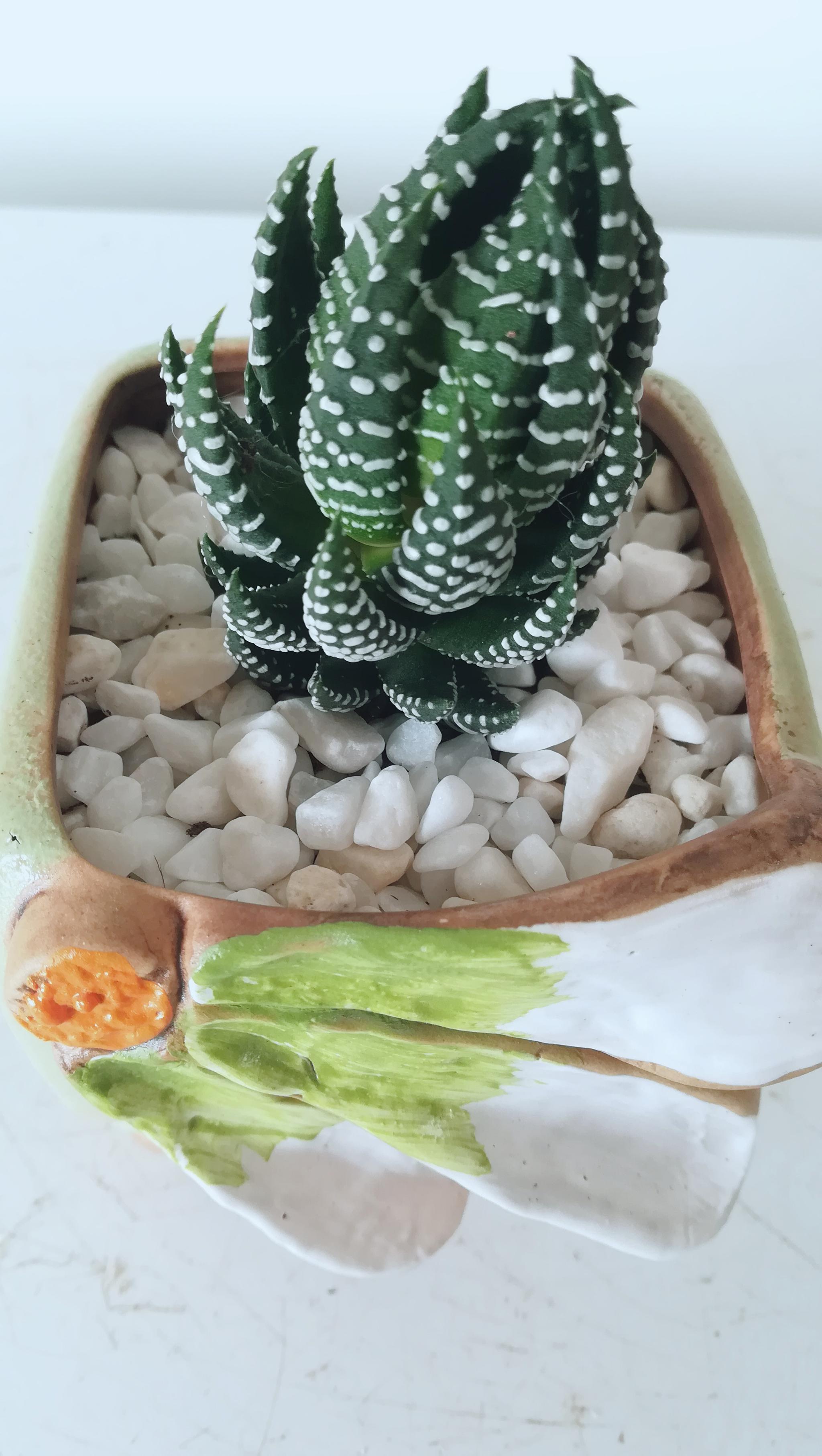 奇趣多肉小鹰爪:简单上盆,巧手栽种