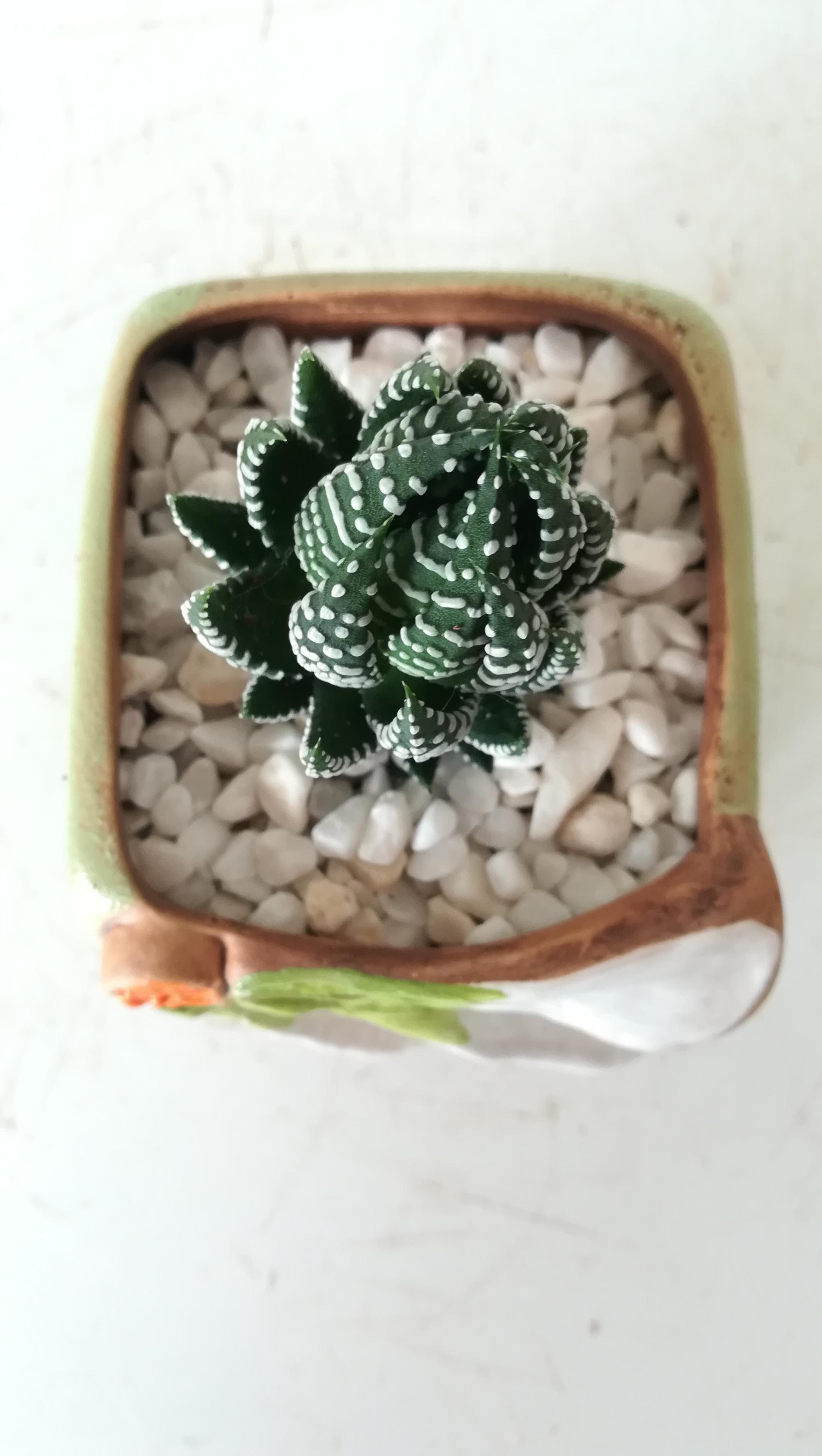 奇趣多肉小鹰爪:简单上盆,巧手栽种