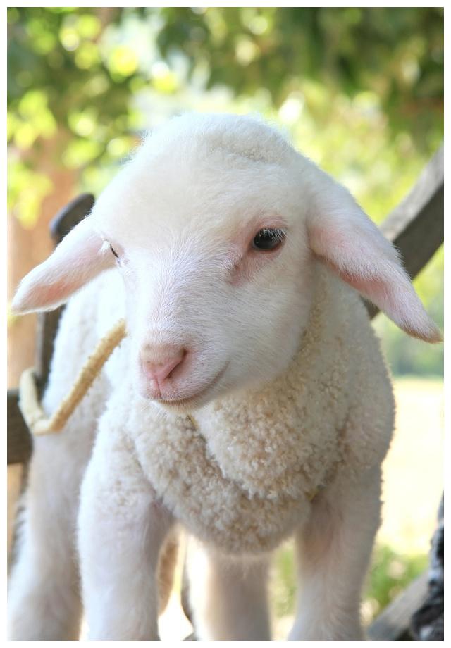 走进白羊座这只小绵羊也太软萌了吧