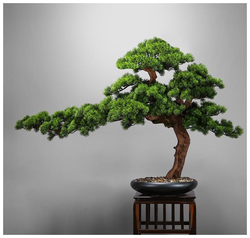 不如养一盆迎客松树桩盆景,美观又雅致