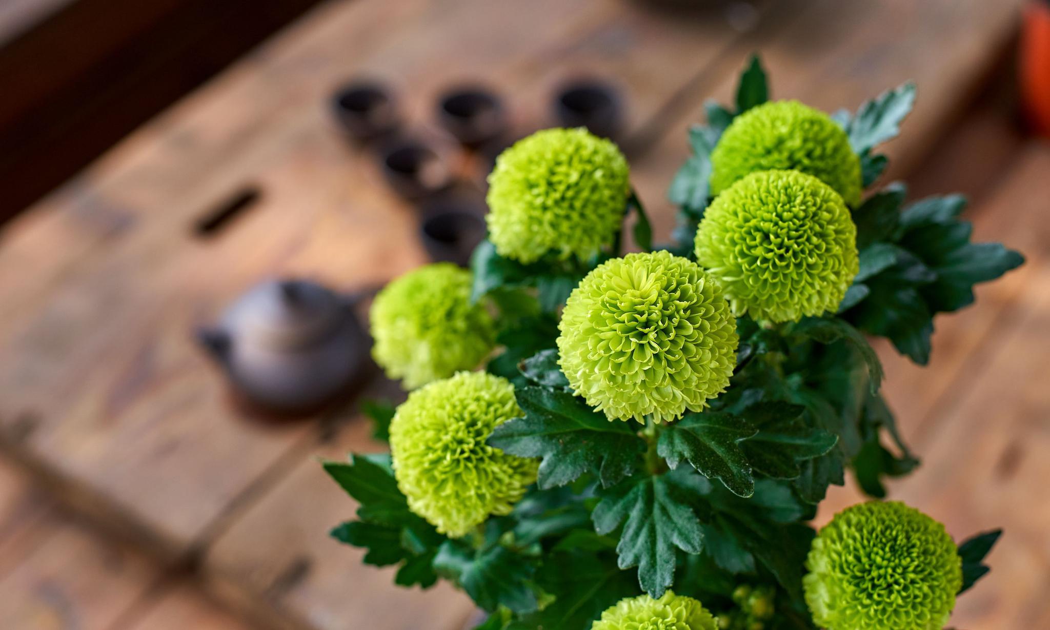 晓韵田园的绿色乒乓菊,好像抹茶雪糕的感觉,秋天养花的好选择_高清