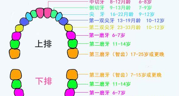 宝宝牙齿是什么时候发育的?出牙晚正常吗?是不是缺钙?