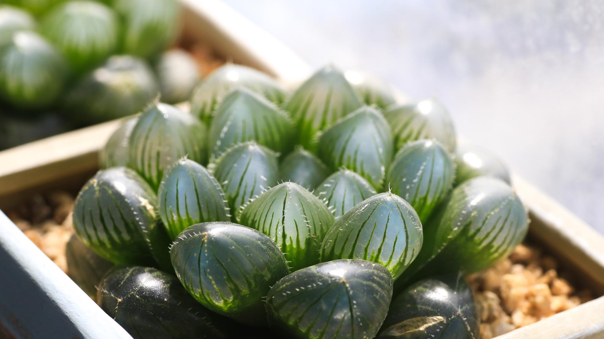 粉嘟嘟的玉露化了水小花有一套拯救植物