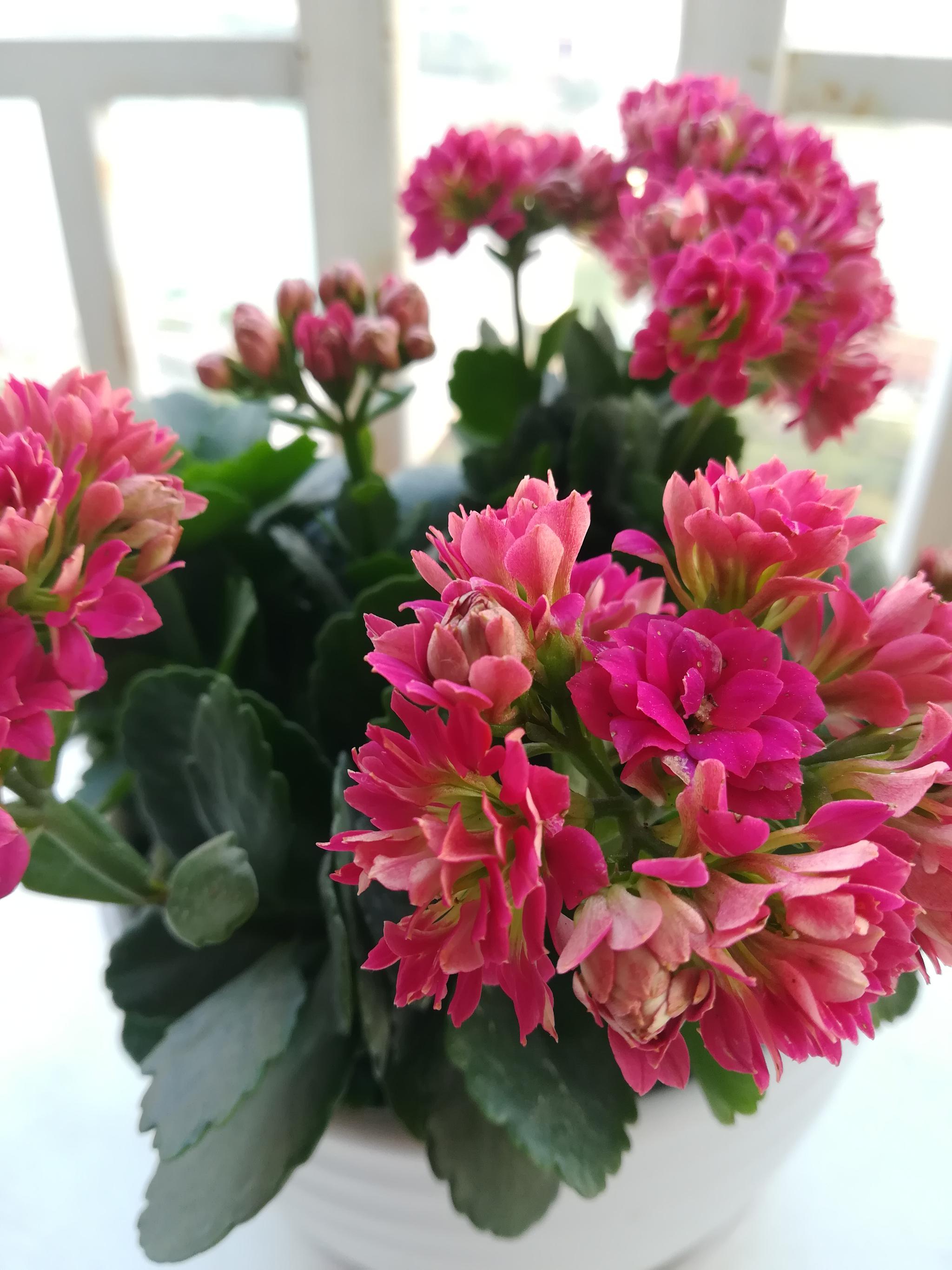 长寿花花开艳丽色泽饱满花茂叶繁多