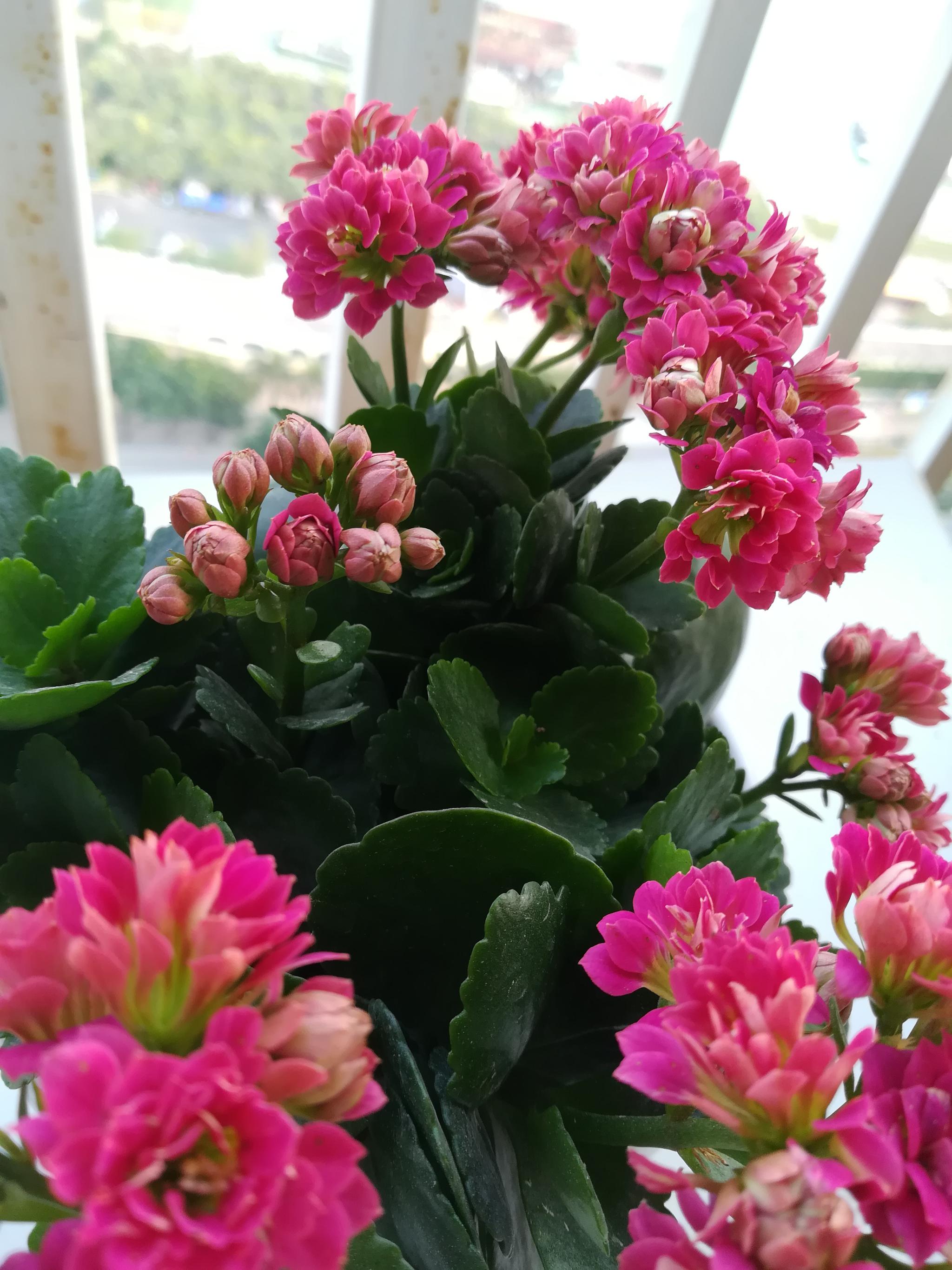 长寿花花开艳丽色泽饱满花茂叶繁多