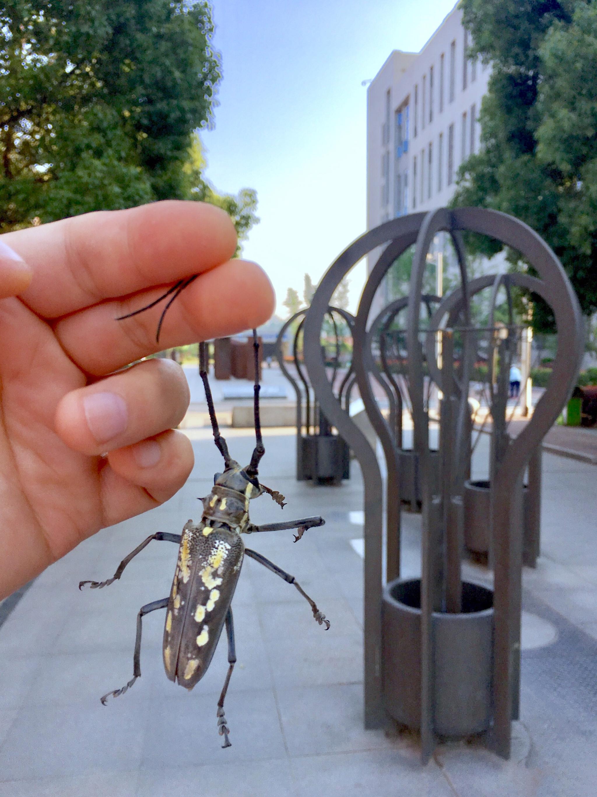 看,天牛【别名:牛角虫,花妞子】