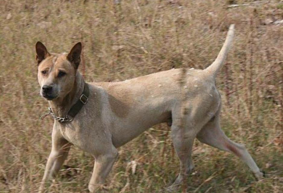 土狗外形都很丑吗?其实是先入为主惹的祸,这些狗颜值不低