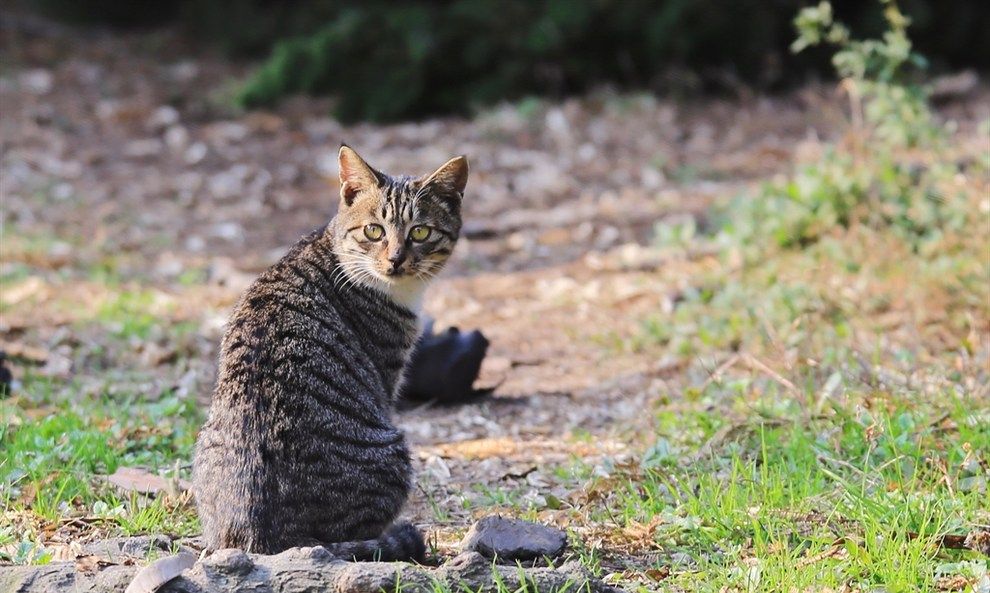 狸花猫深受大众的喜欢,它有漂亮,厚实的皮毛,健康的身体!