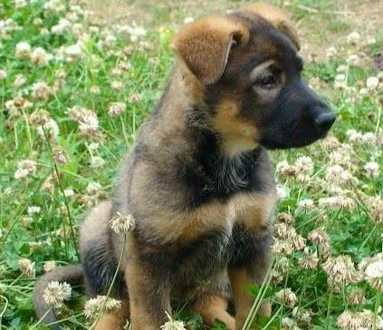 在你挑选昆明犬幼犬外貌时,你应掌握这些常识