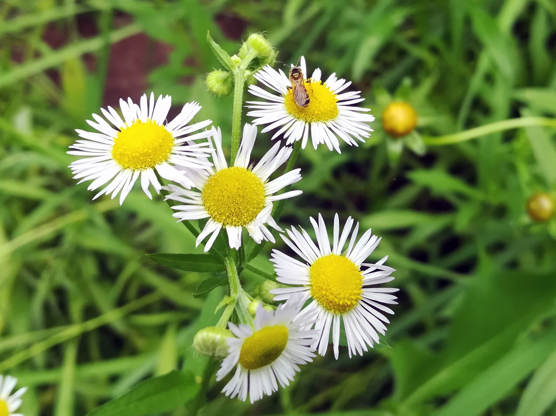 湖南衡阳:没想到这种路边常见的野花名叫姬女苑|齿龈炎|衡阳|黄白