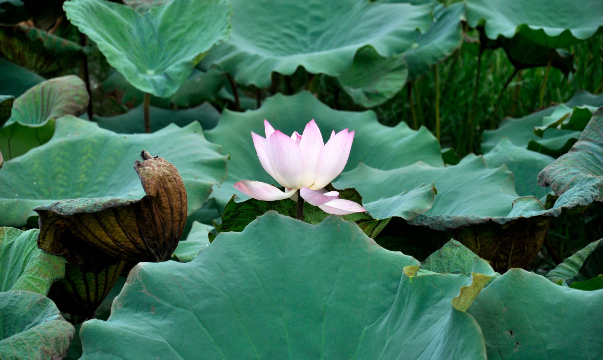 荷花公园里的美丽影像瞬间