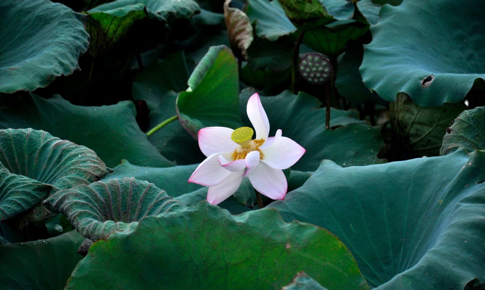 荷花公园里的美丽影像瞬间