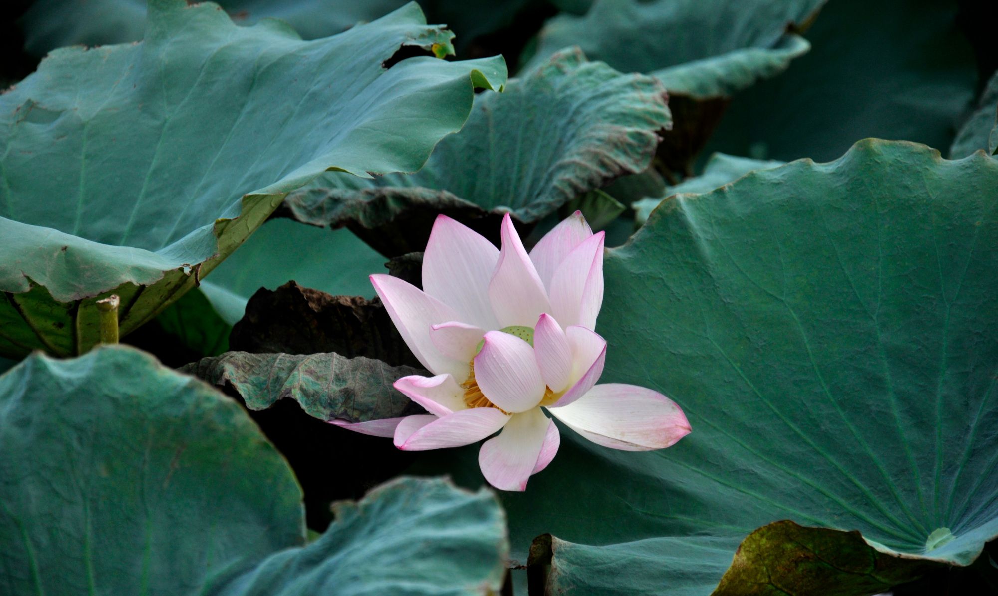 荷花公园里的美丽影像瞬间