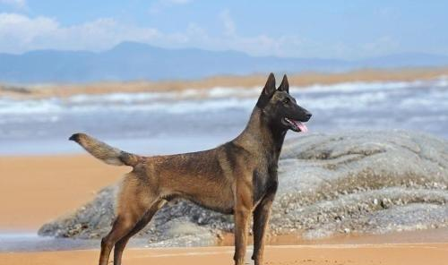 马犬为什么咬自己的狗