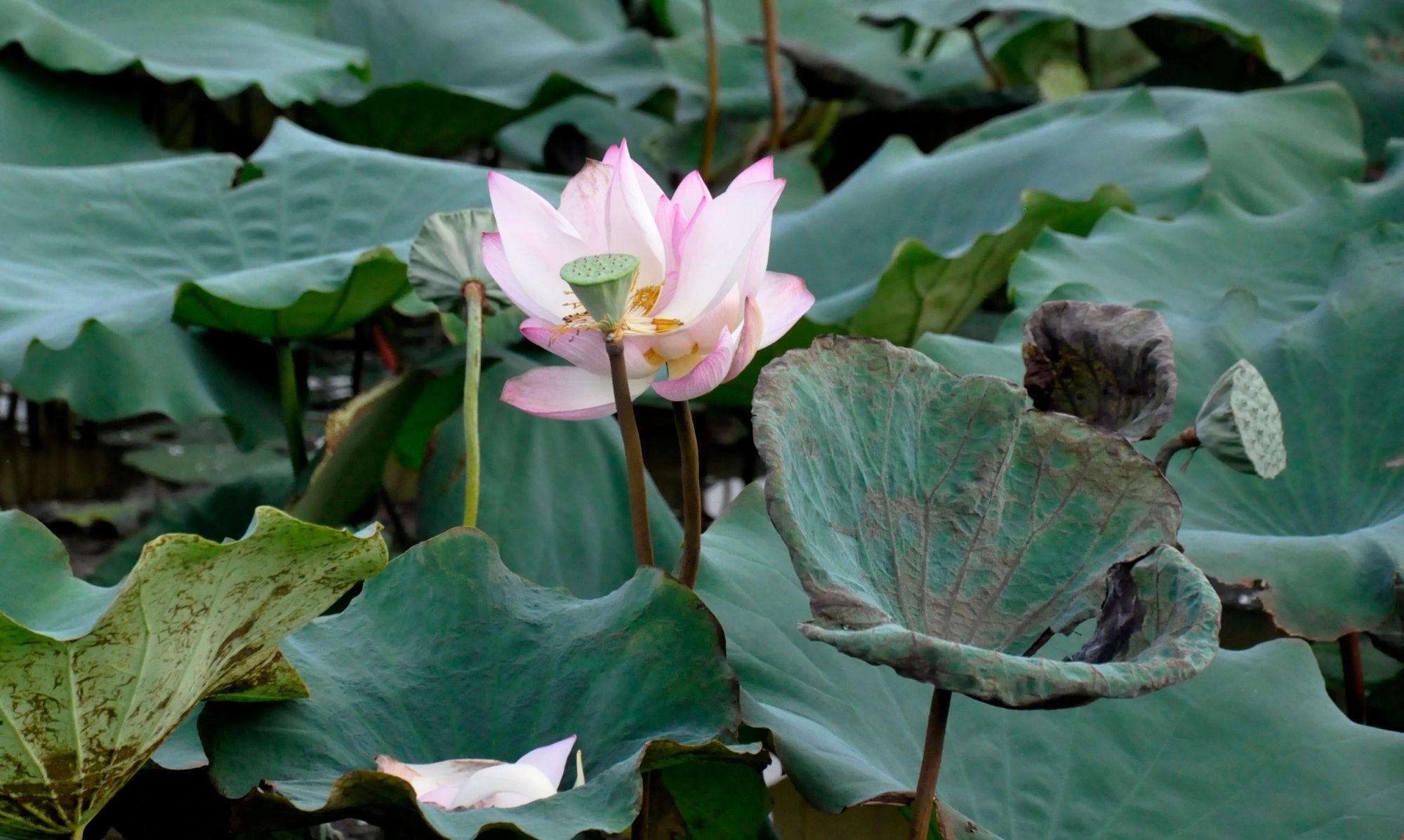 荷花公园里的美丽影像瞬间