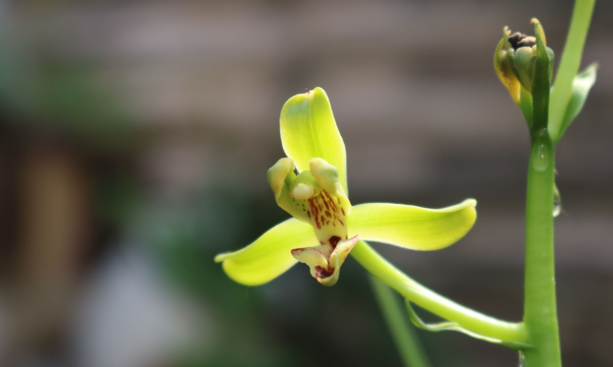 蕙兰新八种之一:翠萼