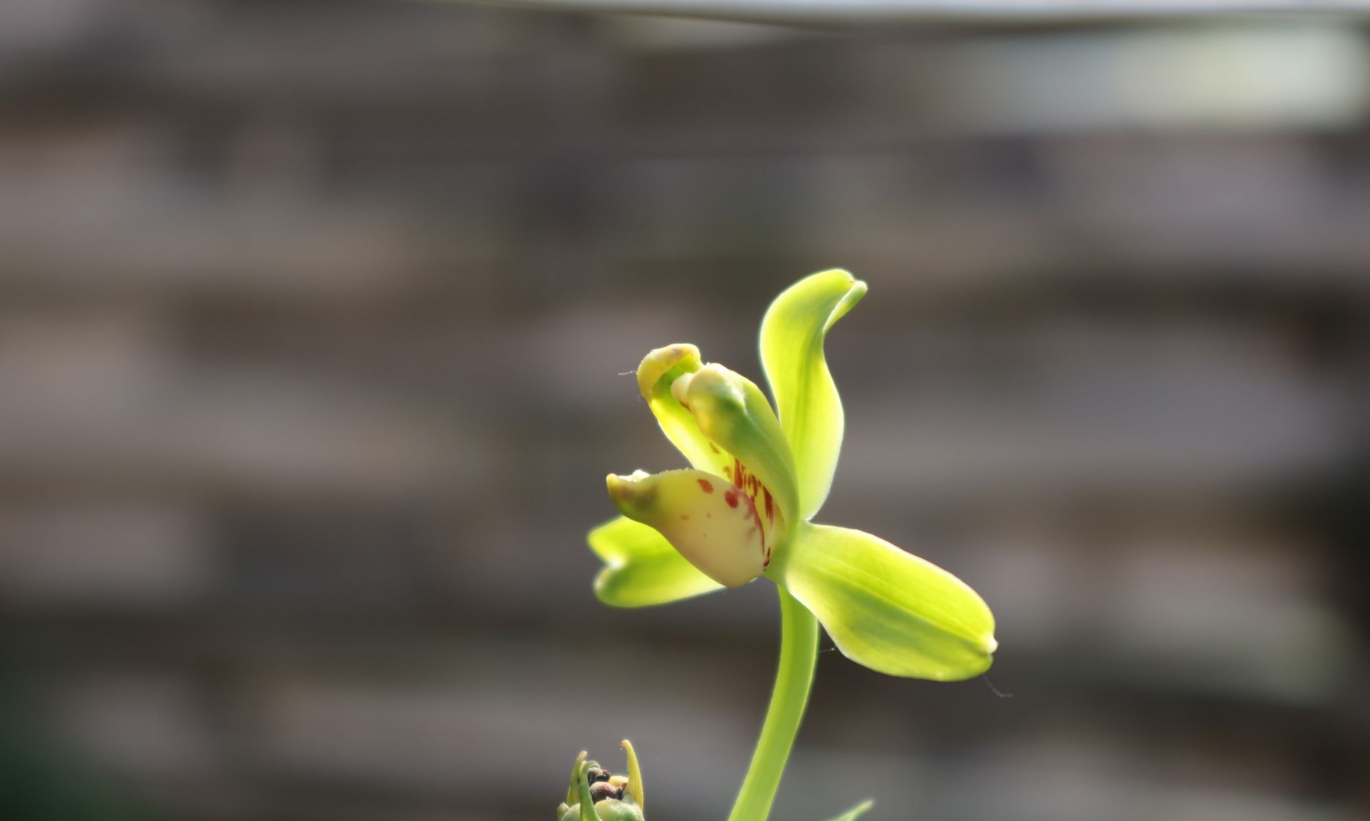 蕙兰新八种之一:翠萼