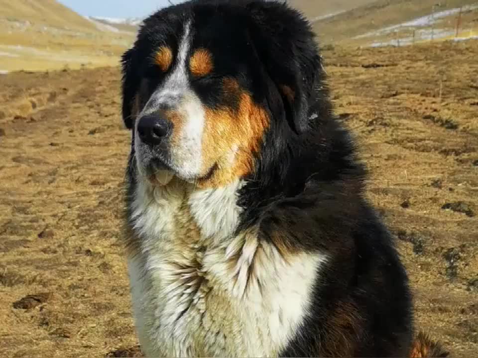 帅气的花獒无需过多的解释就是帅一般的藏獒还真比不了它