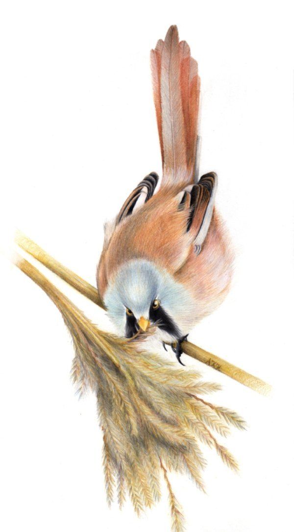 bird漂亮的彩色写实小鸟插画_高清图集_新浪网