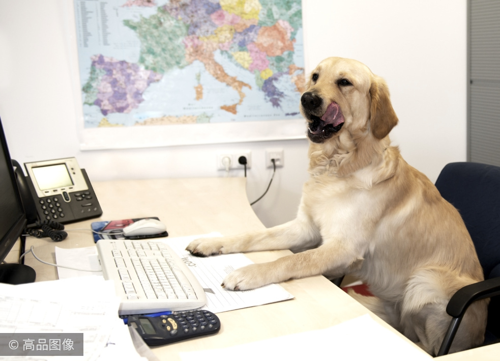 动物们实力演绎上班时的你有没有觉得中枪了