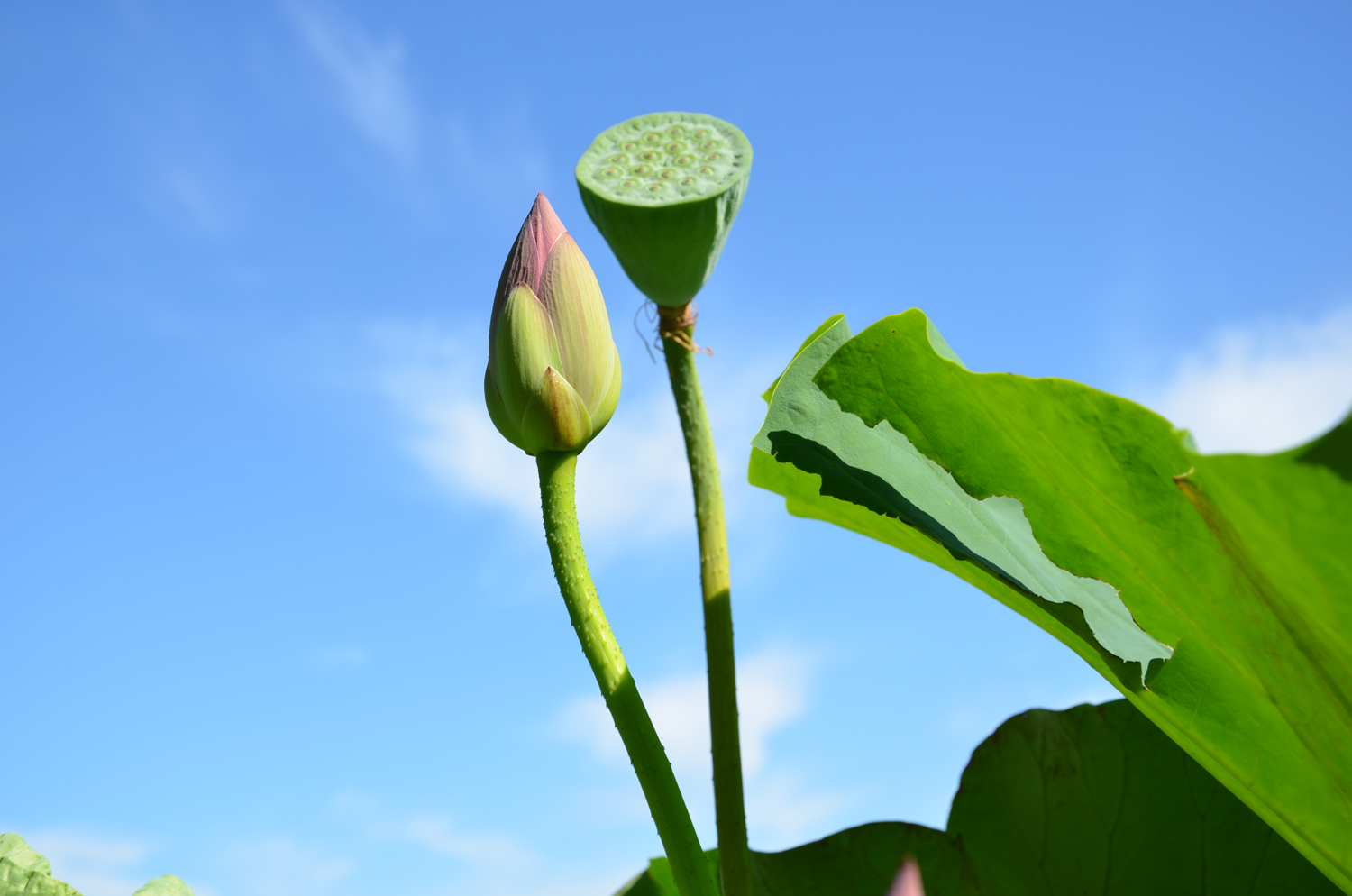 荷花系列之一含苞待放的花骨朵原创摄影