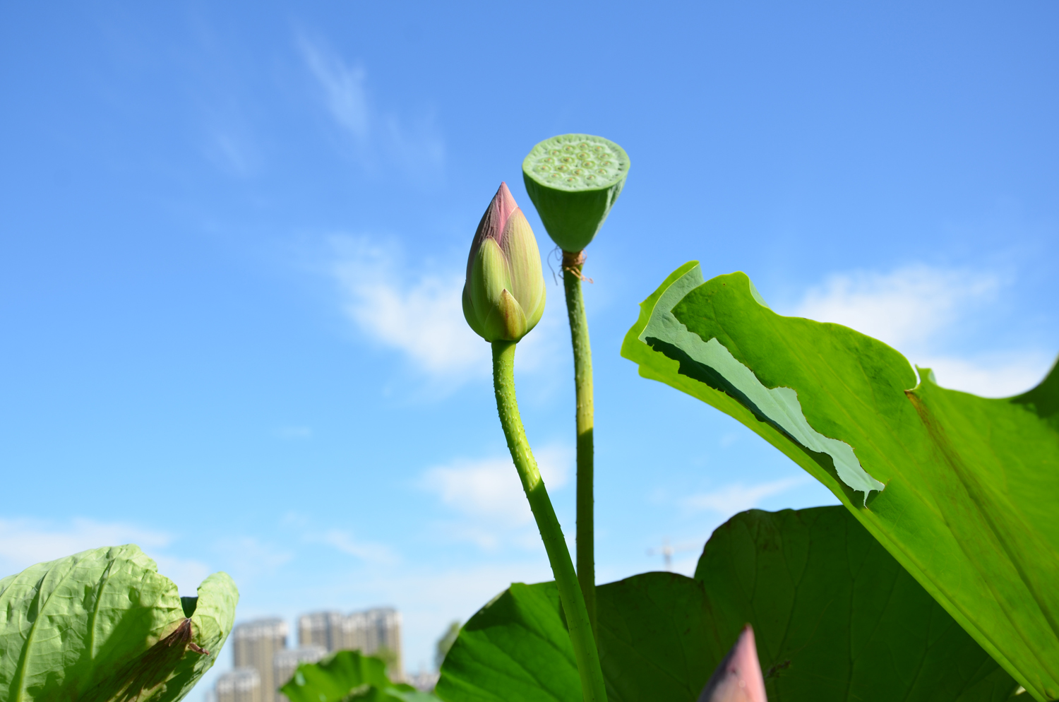 荷花系列之一,含苞待放的花骨朵,原创摄影