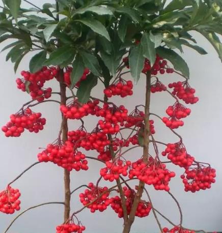 过年室内必备绿植款,红红火火,喜庆吉祥|富贵果|绿植|喜庆_新浪新闻